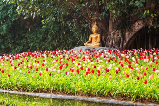 Buddha statue at the tulips garden, chiang mai, thailand