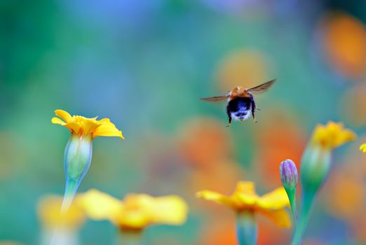 Bumble bee flies from flower