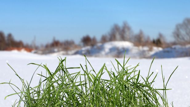 fresh green grass on the winter background