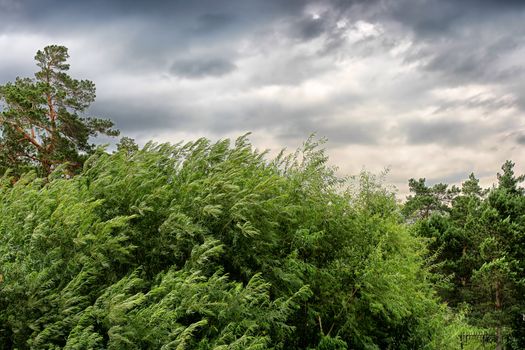 nature landscape with windy stormy weather