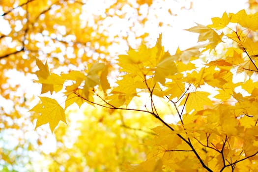 background of autumn foliage close up