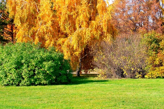 autumn landscape of the city park with different trees and bushes