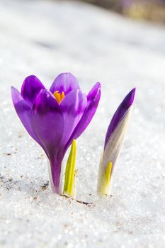 Blossom crocus and bud in the snow