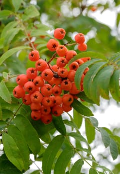 Red rowan berries on a tree