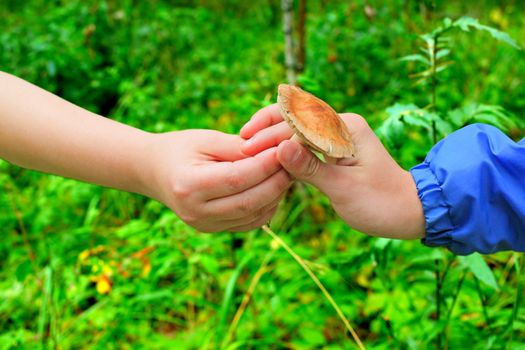 Mushroom in the hand closeup on the nature background