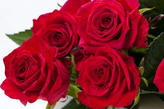 red rose close-up