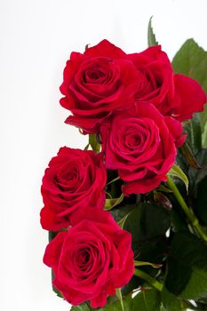 red rose close-up