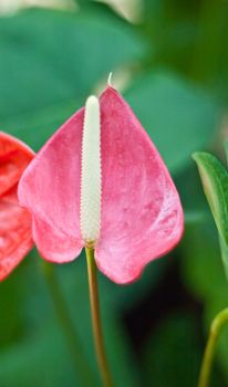  anthurium flower 