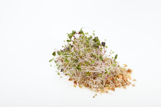 The healthy diet. Fresh sprouts isolated on white background 