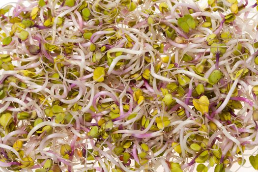 The healthy diet. Fresh sprouts isolated on white background 