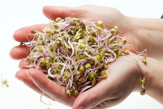 The healthy diet. Fresh sprouts isolated on white background 