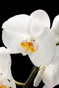 White orchid isolated on black