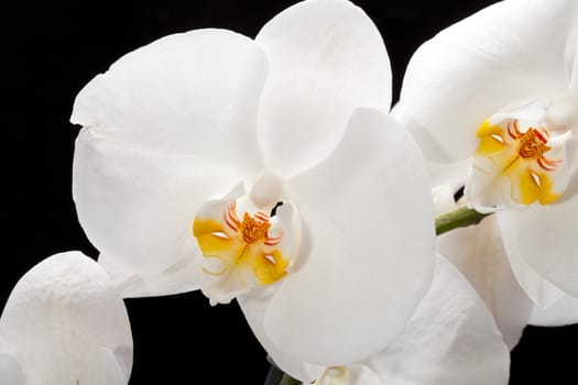 White orchid isolated on black
