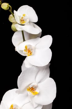 White orchid isolated on black