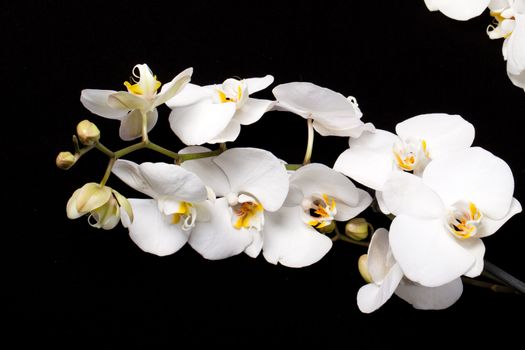 White orchid isolated on black