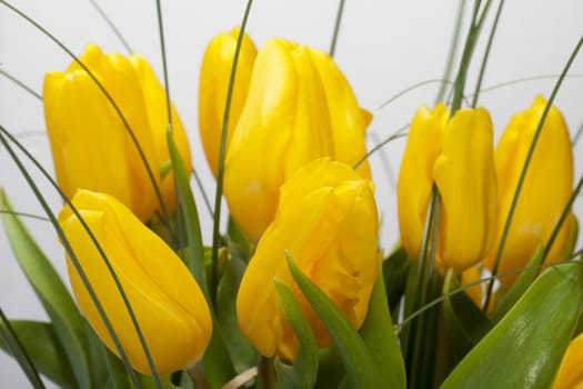 Yellow tulips isolated on white background 