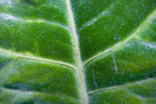 Macro of green leaf with a spiderweb