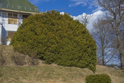 The bush is at the end of the park to the Red Mansion in Halden, Norway. The photo was shot one day in April 2013.