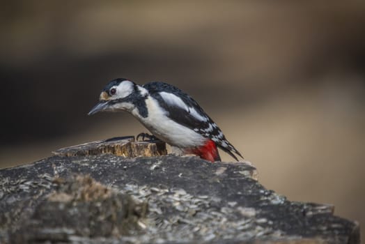 At Fredriksten fortress in Halden, Norway is it a rich bird life. The photo was shot one day in April 2013.