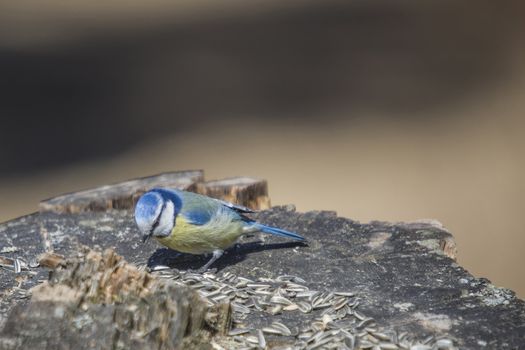 blue tit sitting on a branch in a forest in halden municipality, picture is shot one day in april 2013