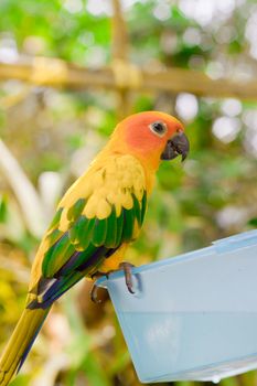 Blue-and-yellow Macaw 