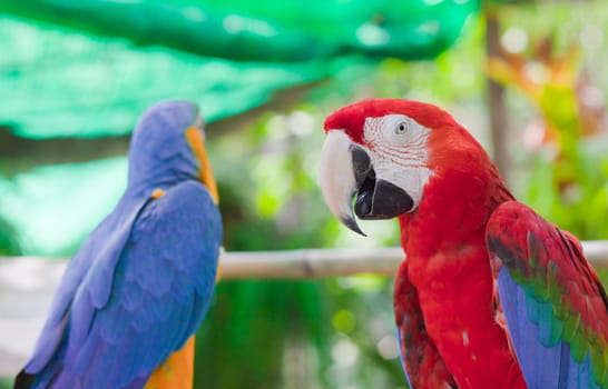 Blue-and-yellow Macaw 