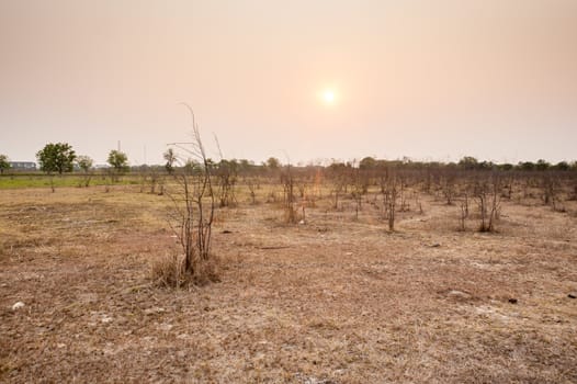 tree in field dry season in thailand sunset time