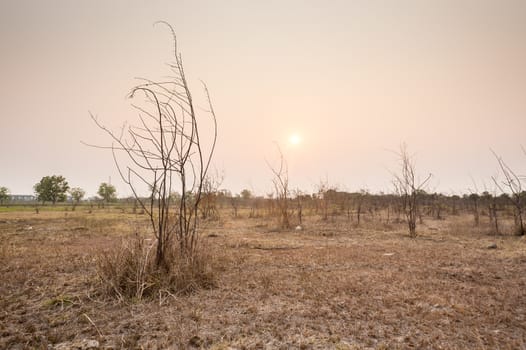tree in field dry season in thailand sunset time