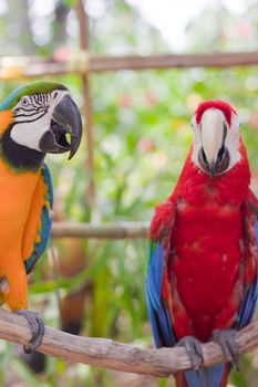 Blue-and-yellow Macaw 