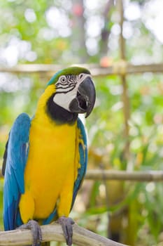 Blue-and-yellow Macaw 