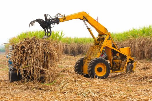 Harvest sugarcane in Thailand.