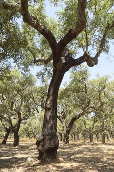 Forest of cork trees - quercus suber - Alentejo, Portugal