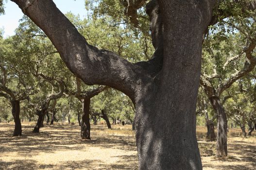 Forest of cork trees - quercus suber - Alentejo, Portugal