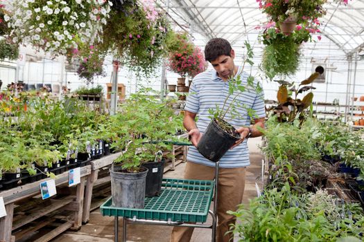 Young man looking for potted plants at a garden centre