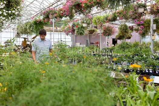 Young man walking through the greenhouse