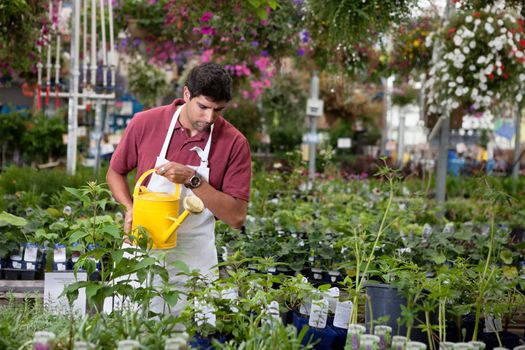 Young man watering plants in greenhouse