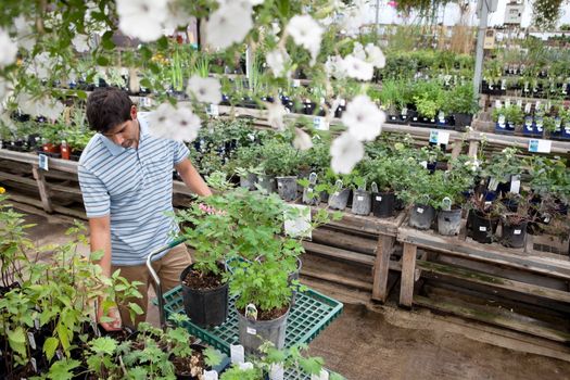 Young man standing with potted plants on cart