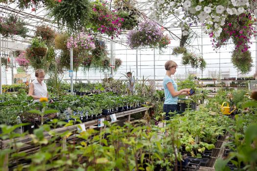 People shopping for plants at garden centre