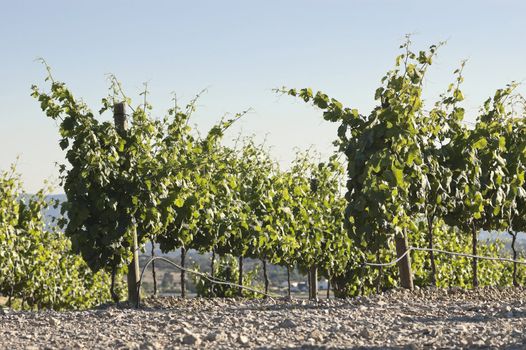 Vineyard in the fruit set season, Borba, Alentejo, Portugal