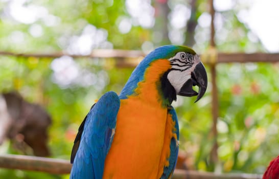 Blue-and-yellow Macaw 