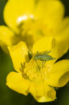Green grasshopper on yellow flower under the sun