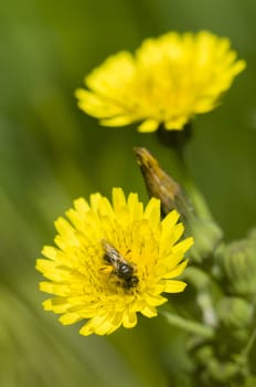 Black dipteron insect on Dandelion flower