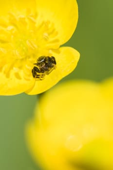 Black crab spider on yellow flower under the sun