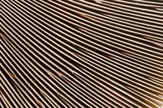 Brown mushroom gills under the cap