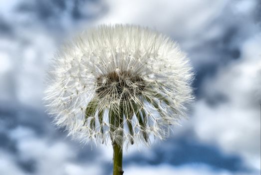 A Dandelion against a blue background