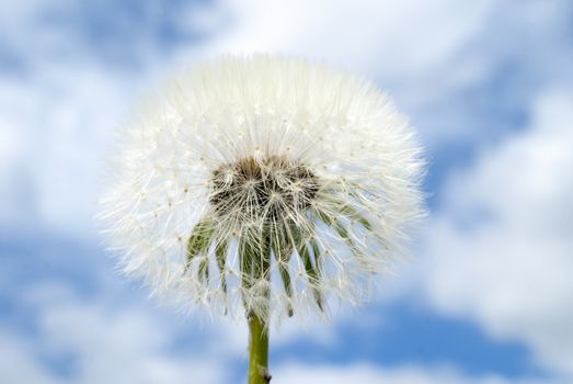 A Dandelion against a blue background