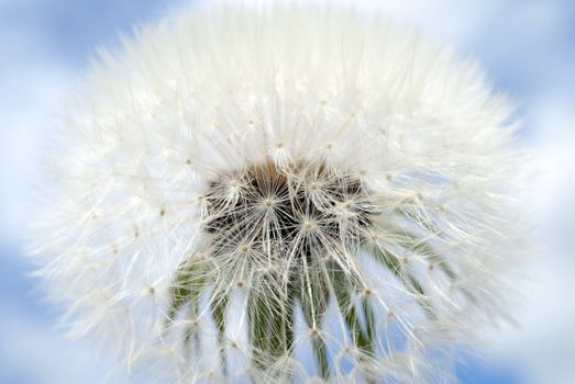 A Dandelion against a blue background
