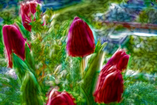 Abstract Tulips