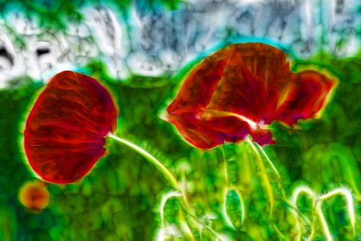 Close up of red poppy flowers and buds