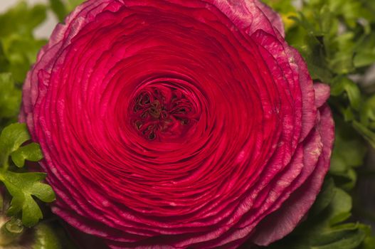 Ranunculus